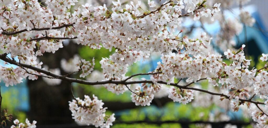 春、桜、出会いと別れ、人事ガチャ配属ガチャ（人事異動、転勤）の季節